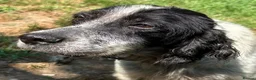 English Setter dogs for adoption: Inca  in Alfreton - Advert 6