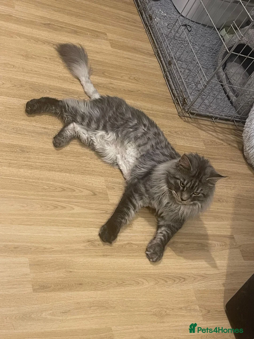 Mixed Breed cats for sale: Beautiful rogdoll cross maincoon xxl kittens  in Colchester - Advert 9