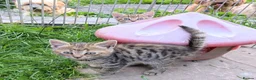 Mixed Breed cats for sale: Ready to leave... Gorgeous Bengal X Kittens - Advert 14