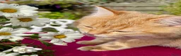 British Shorthair cats for sale: Blue Golden Golden CPT & Silver Tipped - Advert 12