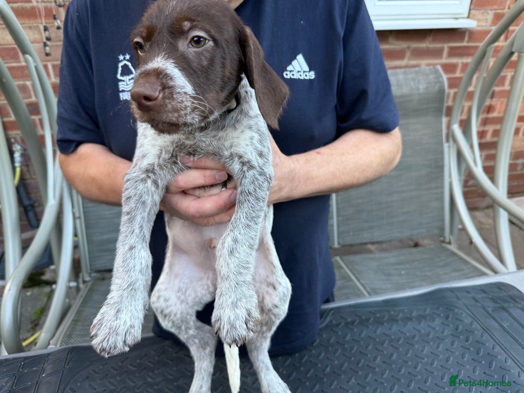 Mixed Breed dogs for sale: German shorthair pointer/wirehairpointer - Image 17