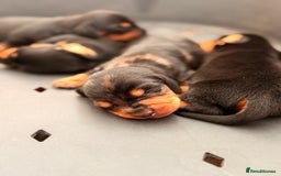 Miniature Dachshund dogs for sale: Miniature Dachshunds For Sale  - Image 7