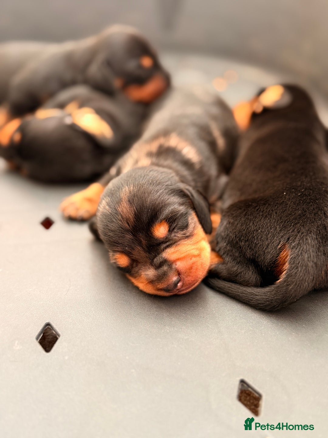 Miniature Dachshund dogs for sale: Miniature Dachshunds For Sale  - Image 7