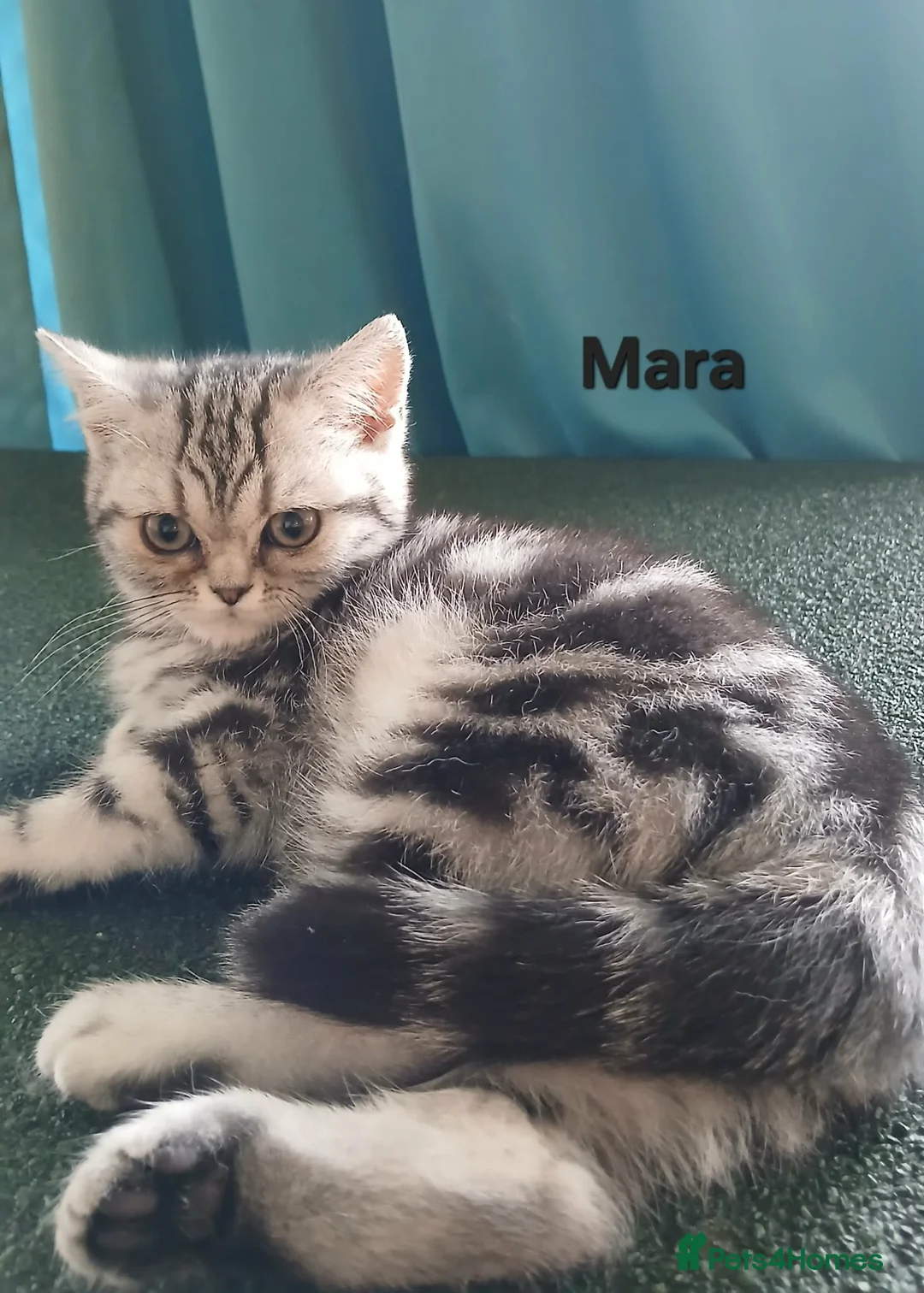 British Shorthair cats for sale: Bsh.Silver Classic Tabby girl. GCCF. - Advert 2