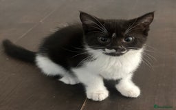 Domestic Shorthair cats for sale: Kittens For Sale! - Image 9