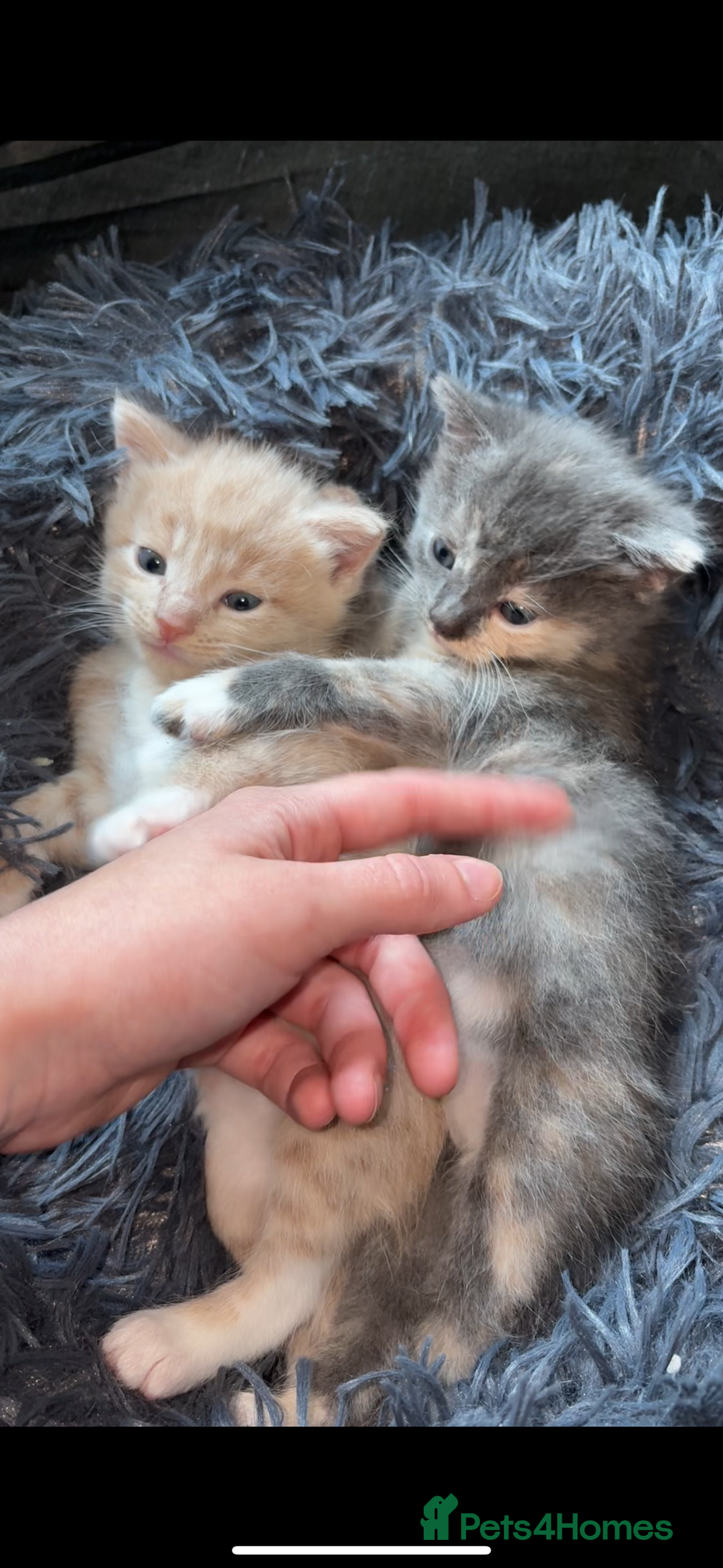 Mixed Breed cats for sale: 5 beautiful babies! - Advert 9