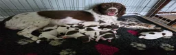 English Springer Spaniel dogs for sale: 7 Springer Spaniel Puppies ready for collection  - Advert 16