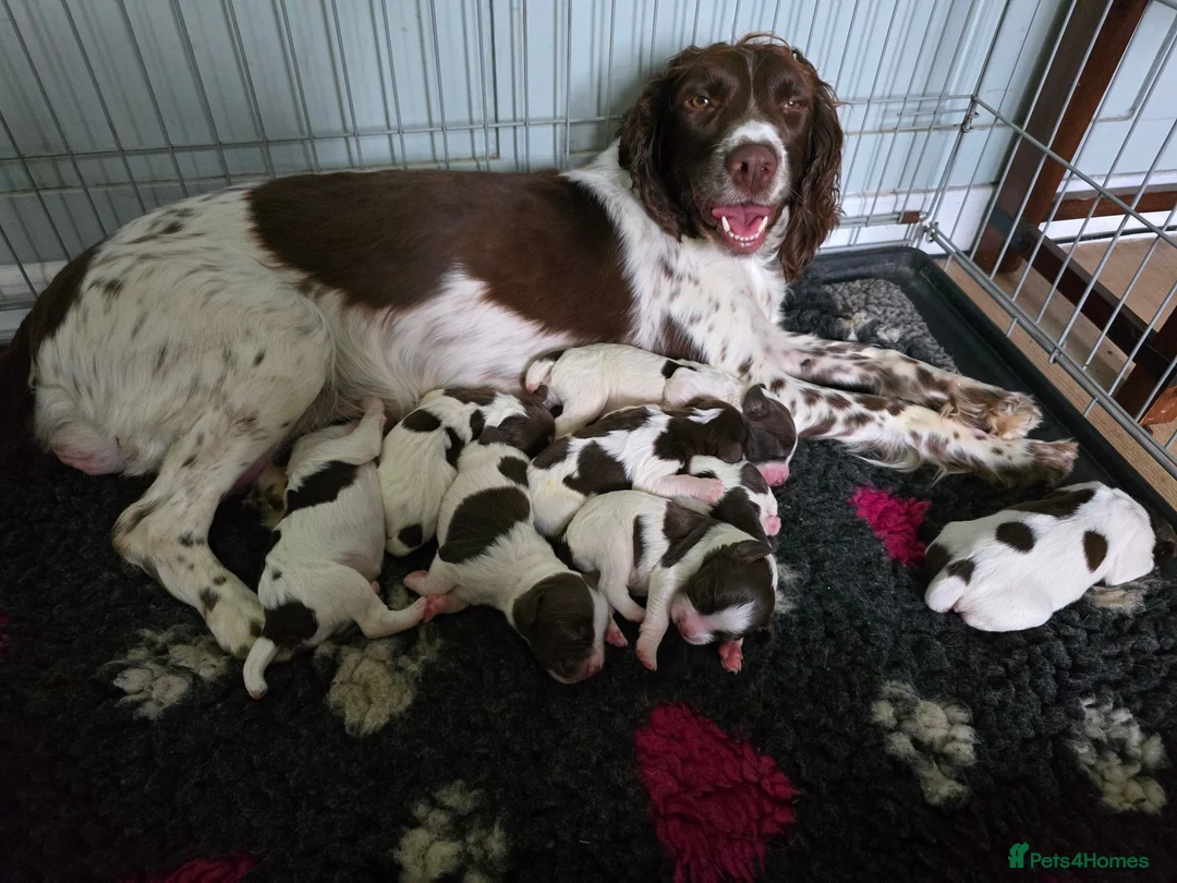 English Springer Spaniel dogs for sale: 7 Springer Spaniel Puppies ready for collection  - Advert 16