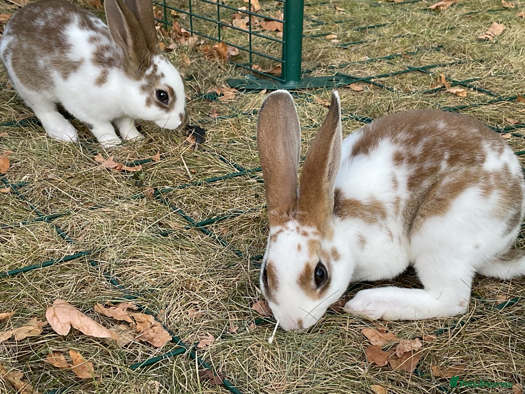 Rex rabbits for sale: Friendly velvety rex rabbits for sale - Image 31