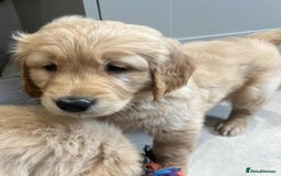 Golden Retriever dogs for sale: Beautiful Chunky KC Golden Retriever Puppies - Image 7