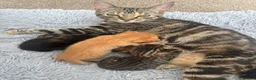 Mixed Breed cats for sale: Kittens  - Advert 4