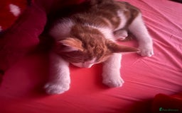 British Shorthair cats for sale: Orange domestic kitten - Image 2