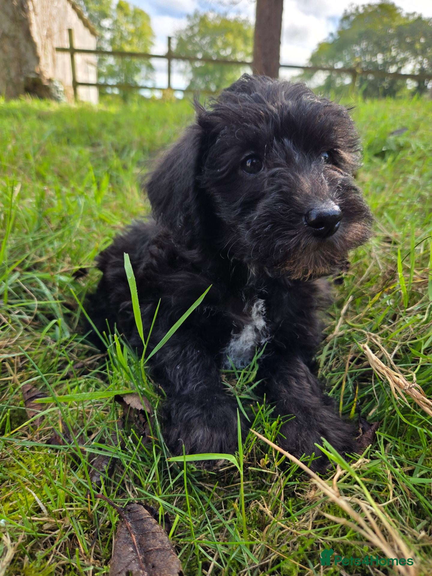 Schnoodle dogs Last Beautiful schnoodle puppy ready soon! - Advert 7