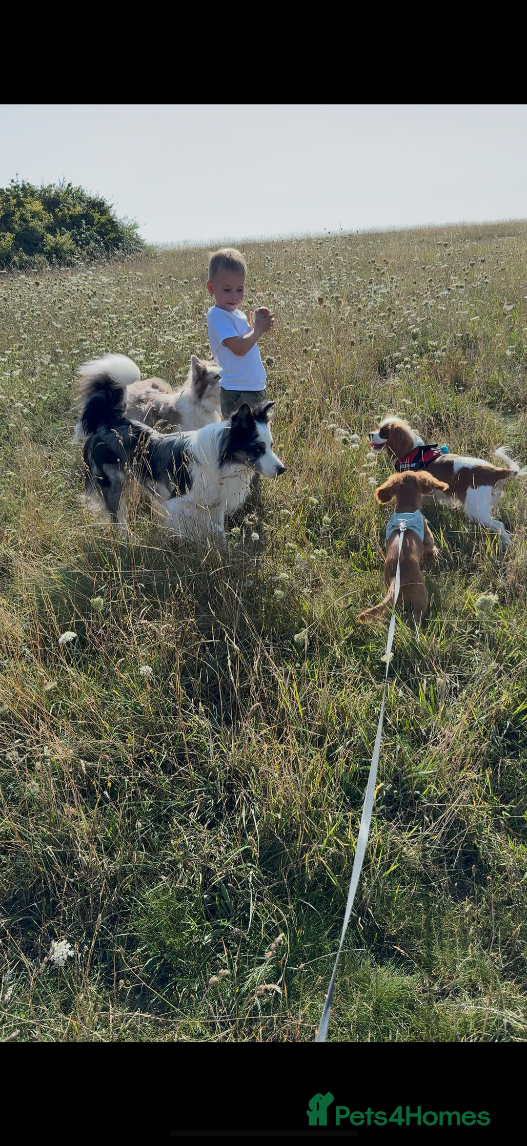 Cavalier King Charles Spaniel dogs for sale: KC reg, pedigree CKCS girl, ready to go - Image 7