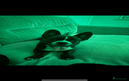 Mixed Breed dogs for sale: Mixed bread  - Advert 1