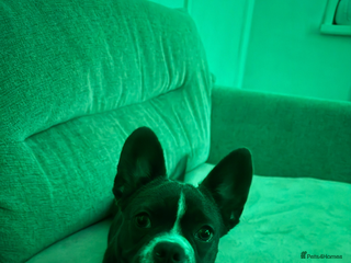 Mixed Breed dogs Mixed bread - Advert 1