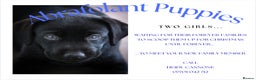 Labrador Retriever dogs for sale: Labrador Puppies  - Advert 40