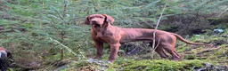 Hungarian Vizsla dogs for sale: 🐶Adorable KC Vizsla Puppies heart 💗🩵 in Machynlleth - Advert 29