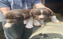 English Springer Spaniel dogs for sale: Springer spaniel puppies  - Image 11