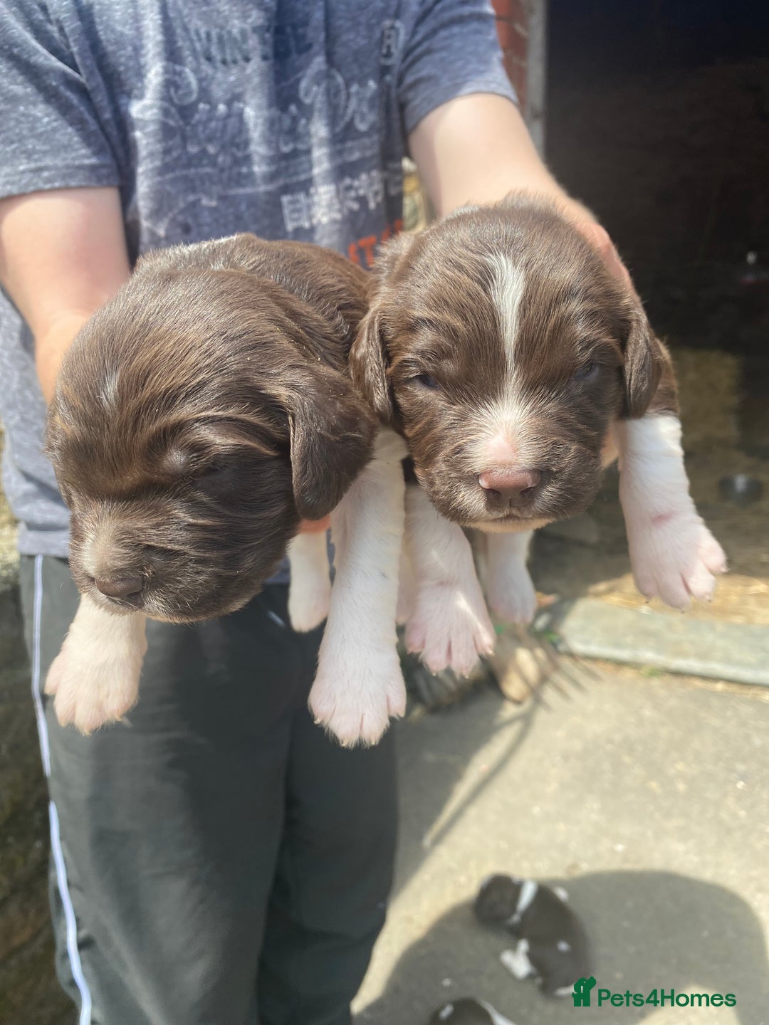 English Springer Spaniel dogs for sale: Springer spaniel puppies  - Image 11