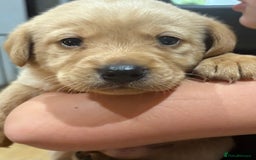 Labrador Retriever dogs for sale: Beautiful kc registered fox red labs - Image 5