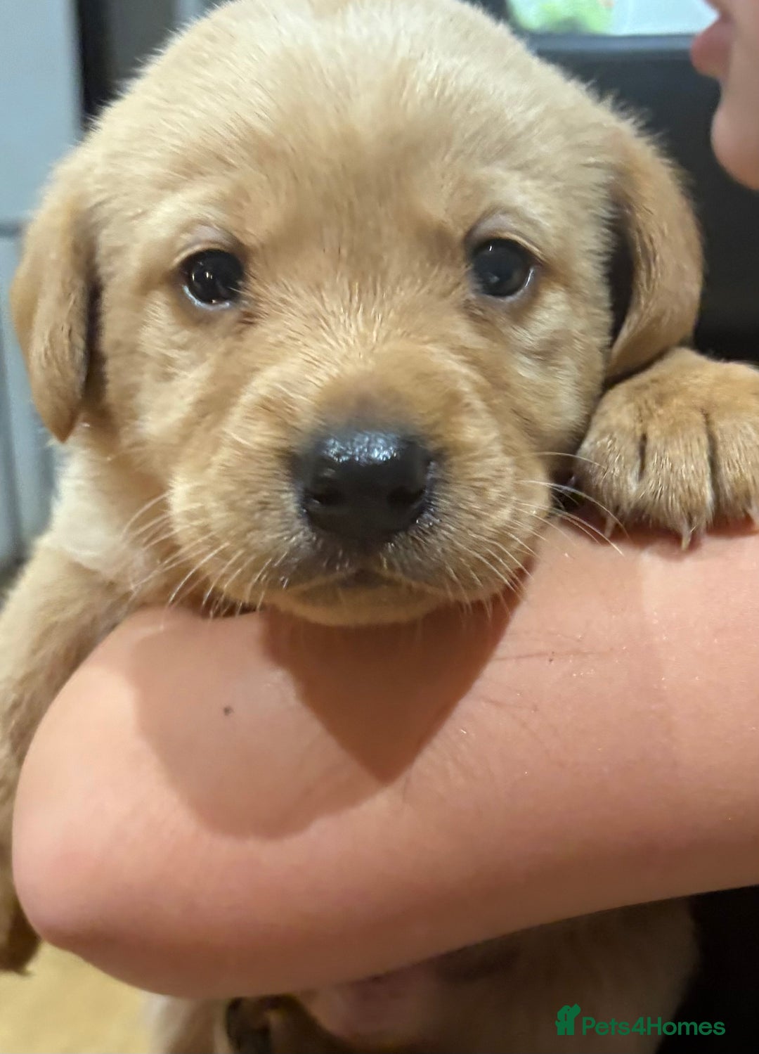 Labrador Retriever dogs for sale: Beautiful kc registered fox red labs - Image 5