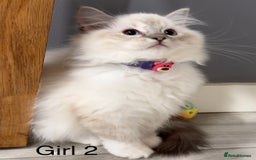 Ragdoll cats for sale: Beautiful Ragdoll for sale - Image 4