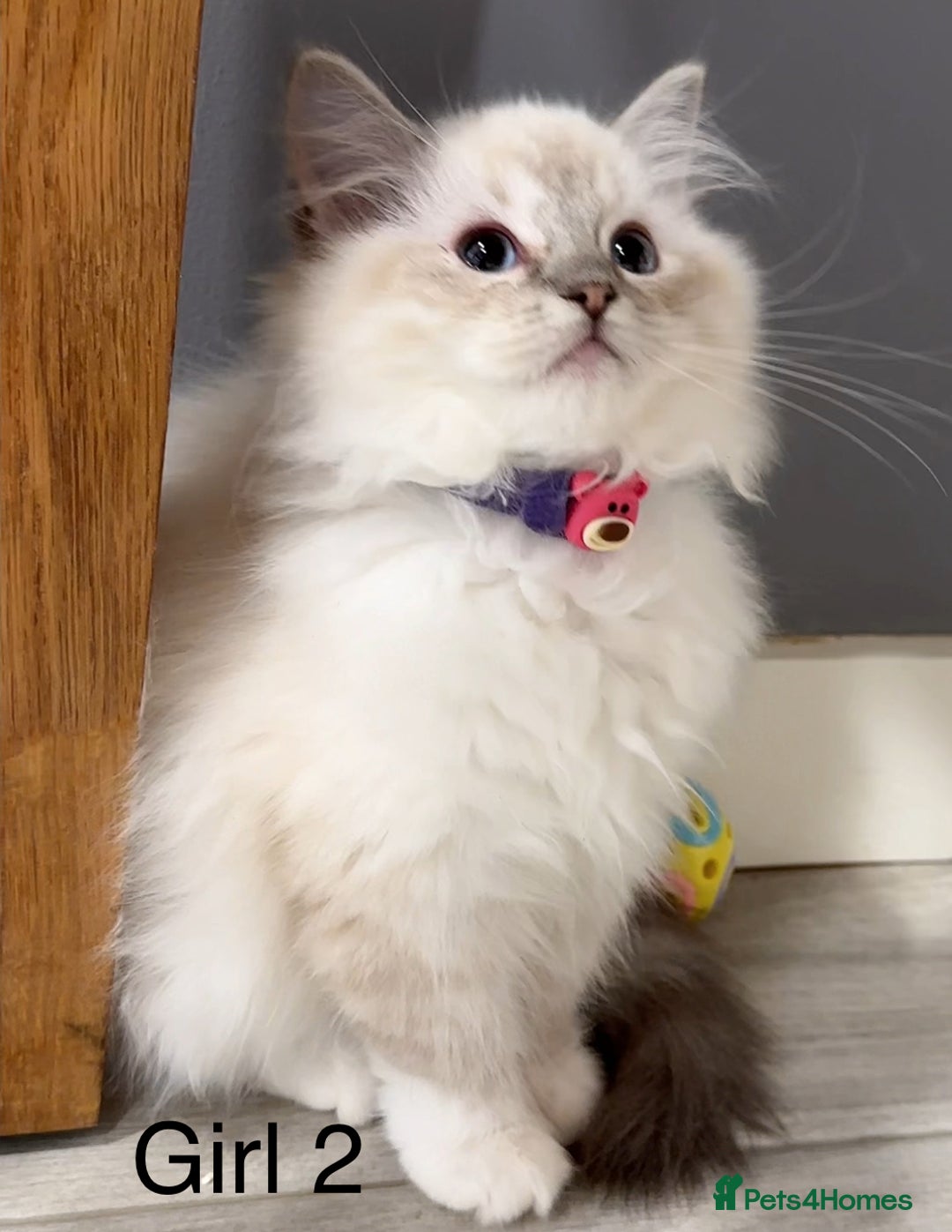 Ragdoll cats for sale: Beautiful Ragdoll for sale - Image 4