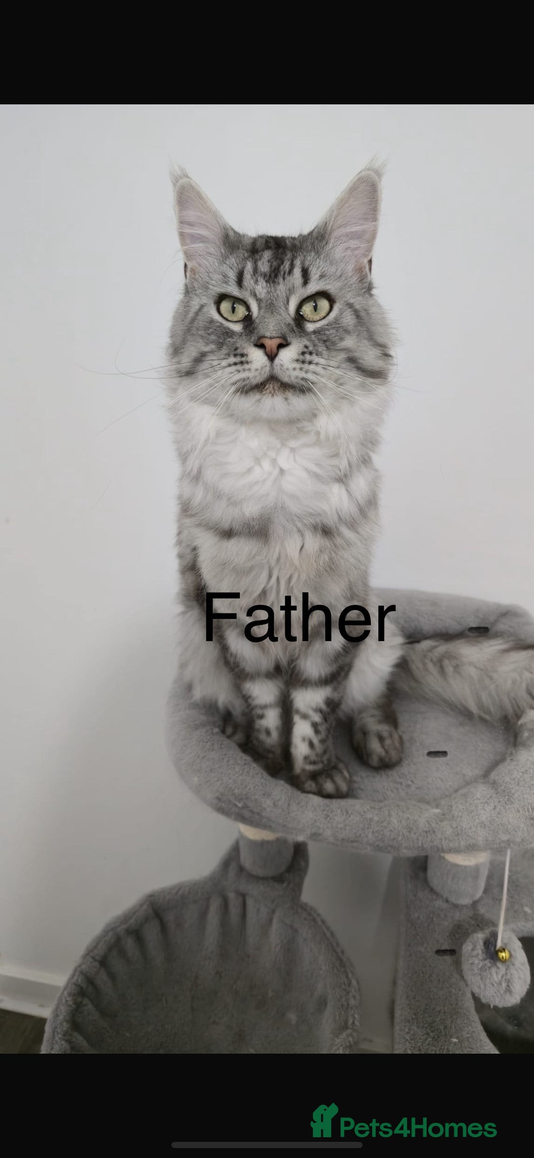 Maine Coon cats for sale: 3 week old mainecoon kittens - Advert 18