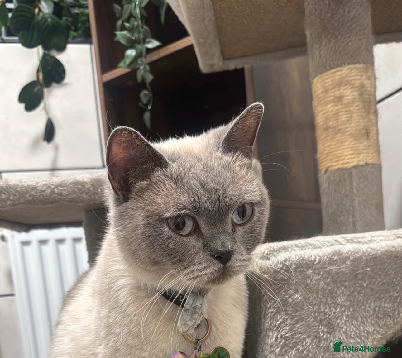 British Shorthair cats for sale: Rehoming my girl nyla  - Advert 1