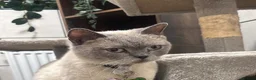 British Shorthair cats for sale: Rehoming my girl nyla  - Advert 1