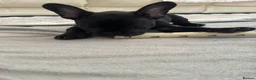 French Bulldog dogs for sale: 2 stunning french bulldogs  - Advert 25