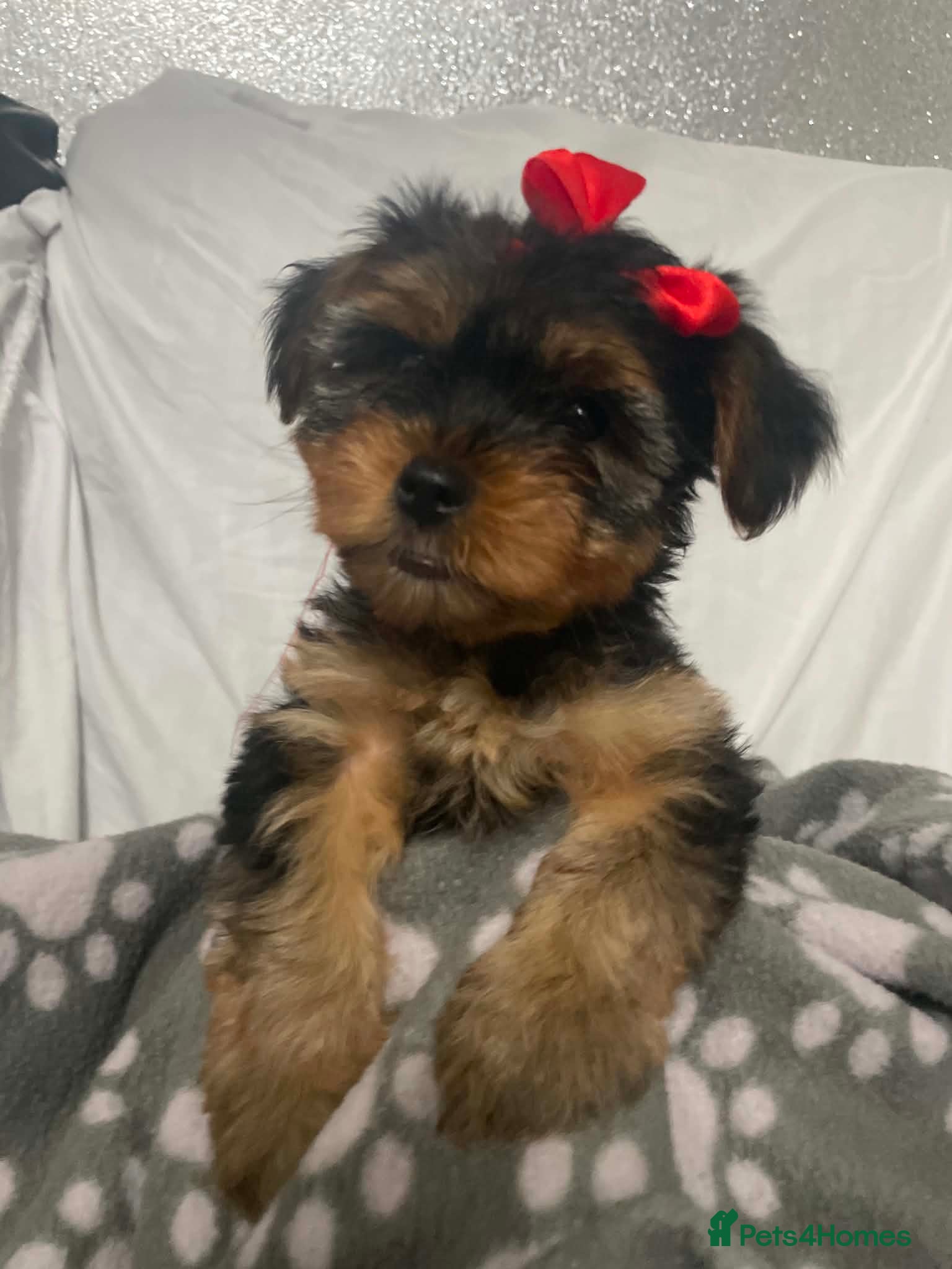 Yorkshire Terrier dogs L@@k 2 beautiful Yorkshire terrier puppies 4 sale - Advert 1