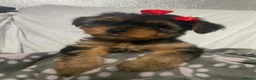 Yorkshire Terrier dogs for sale: L@@k 2 beautiful Yorkshire terrier puppies 4 sale - Advert 4