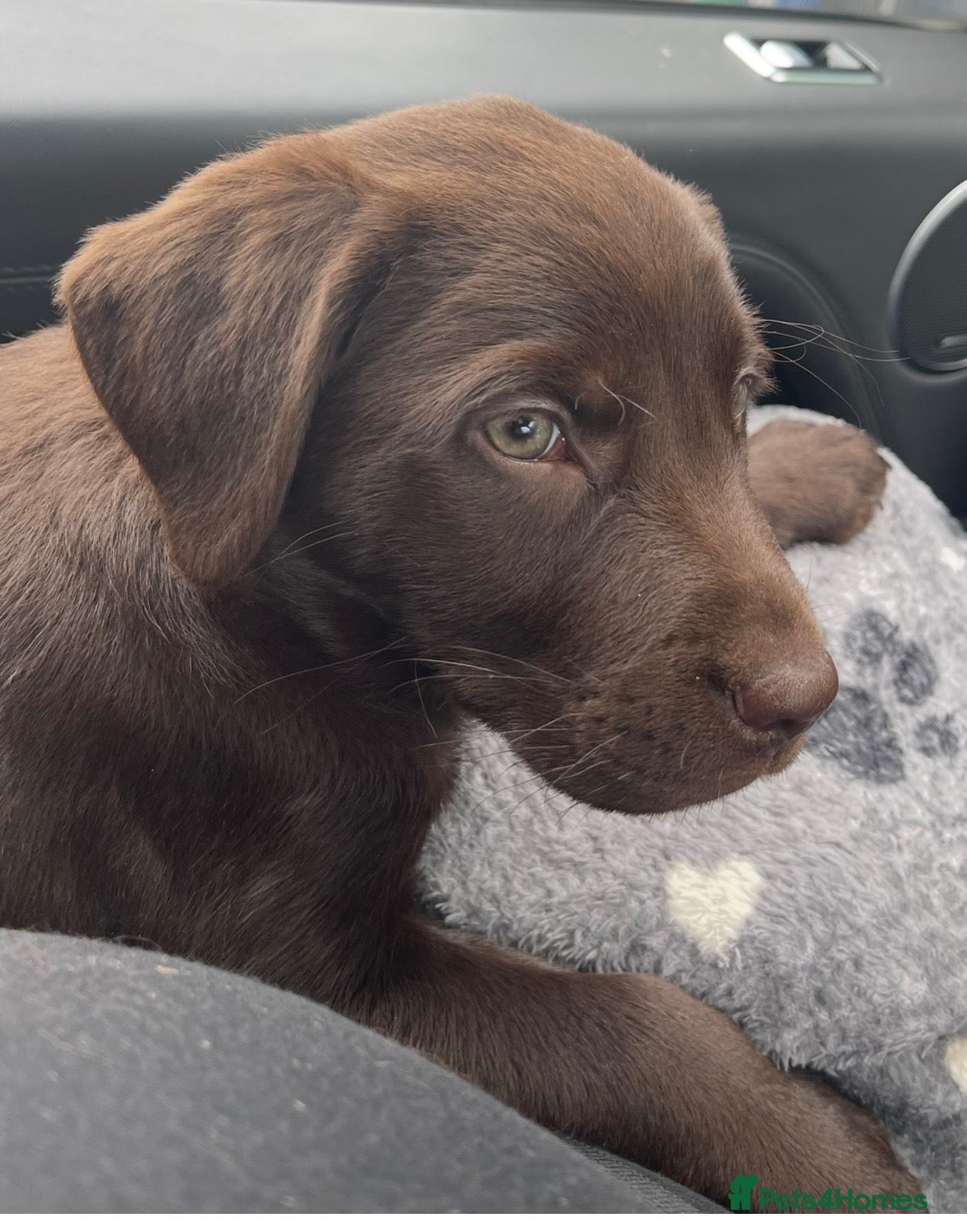 Labrador Retriever dogs Stunning KC Chocolate Labrador puppies - Advert 1