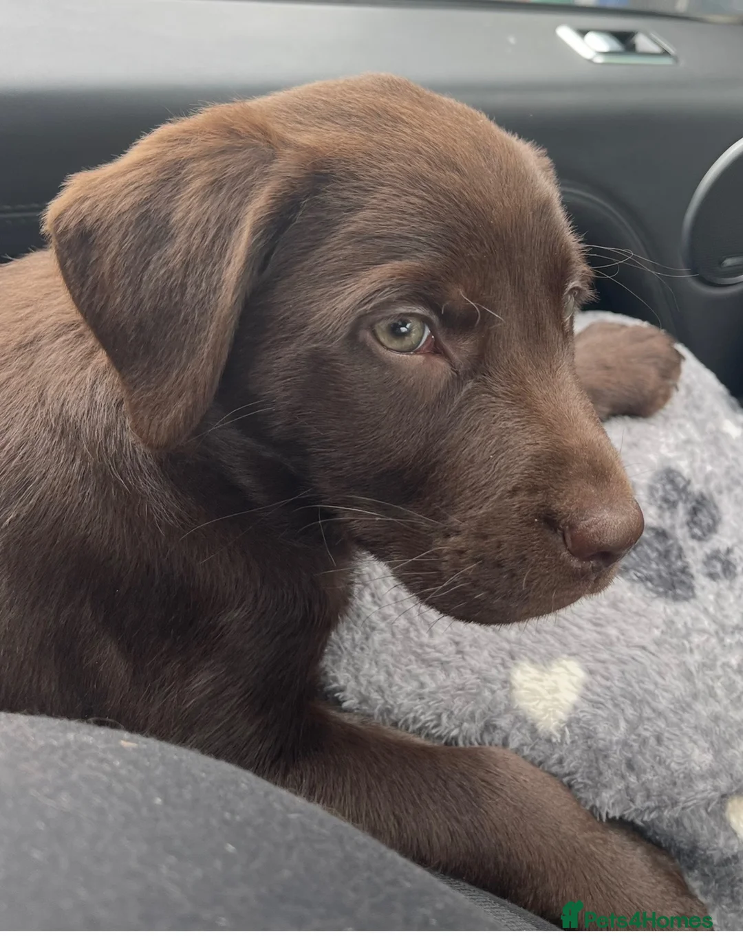 Labrador Retriever dogs for sale: Stunning KC Chocolate Labrador puppies - Advert 1