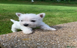 West Highland Terrier dogs for sale: Pedigree West highland terriers  - Image 5