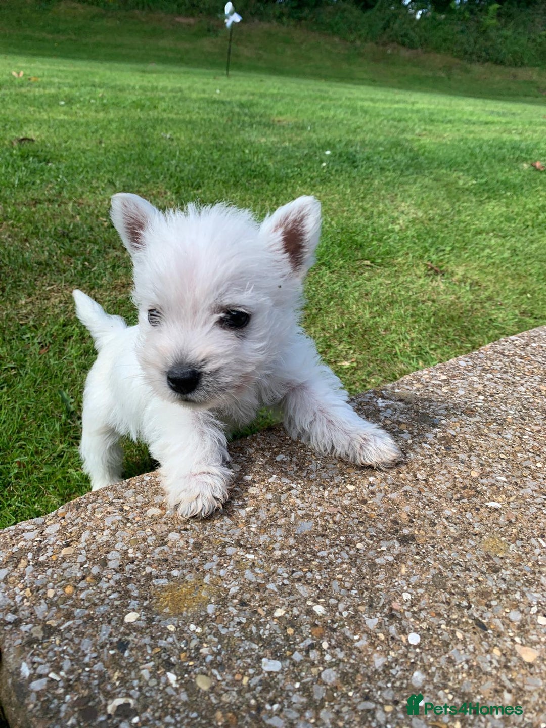 West Highland Terrier dogs for sale: Pedigree West highland terriers  - Image 5