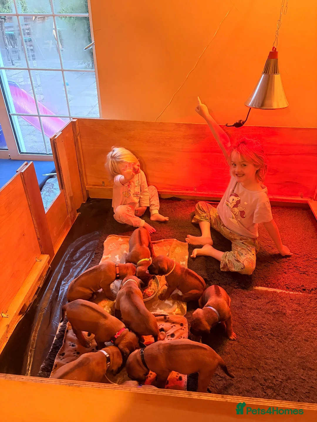 Rhodesian Ridgeback dogs for sale: KC Registered Rhodesian Ridgeback Litter - Advert 17
