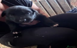 Border Collie dogs for sale: Collie dog  - Image 2
