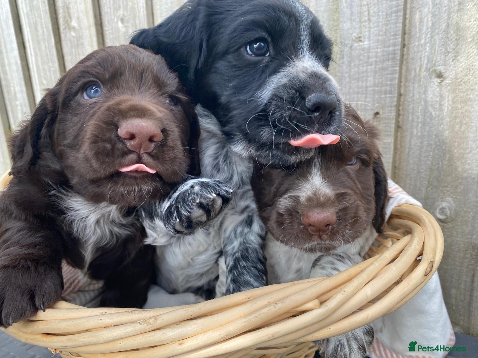 Cocker Spaniel dogs 3 male cocker spaniels - Advert 11