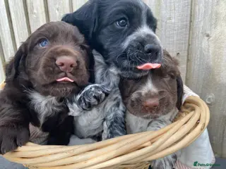 Cocker Spaniel dogs 3 male cocker spaniels - Advert 11