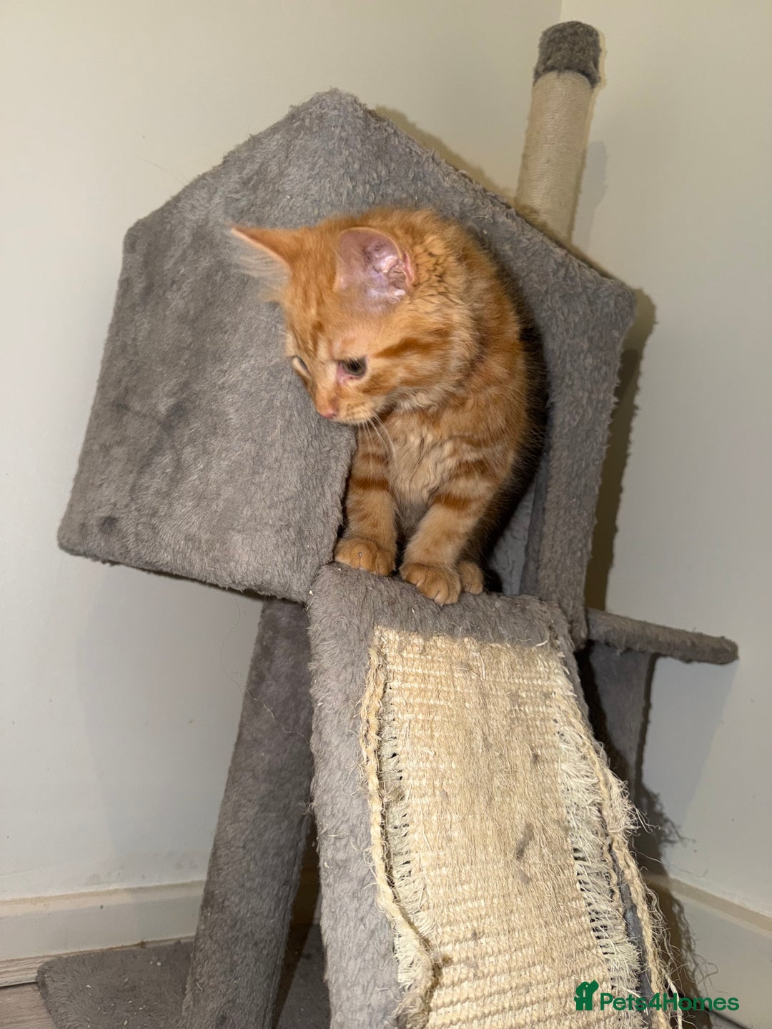 Ragdoll cats for sale: 4 Adorable Ragdoll x Persian Kittens Ready To Go‼️ - Advert 6