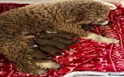 Spanish Water Dog dogs for sale: Spanish Water Dog Puppies  - Image 11
