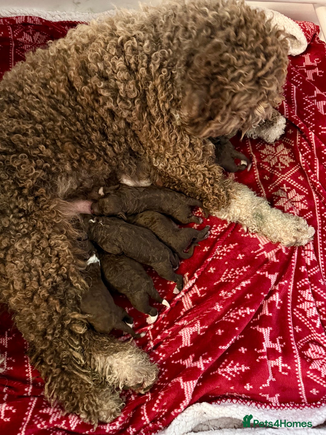 Spanish Water Dog dogs for sale: Spanish Water Dog Puppies  - Image 11