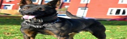 Belgian Shepherd Dog dogs for sale: Bullherders top working lines  - Advert 31