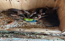 Rex rabbits for sale: Mini Caster rex - Image 1
