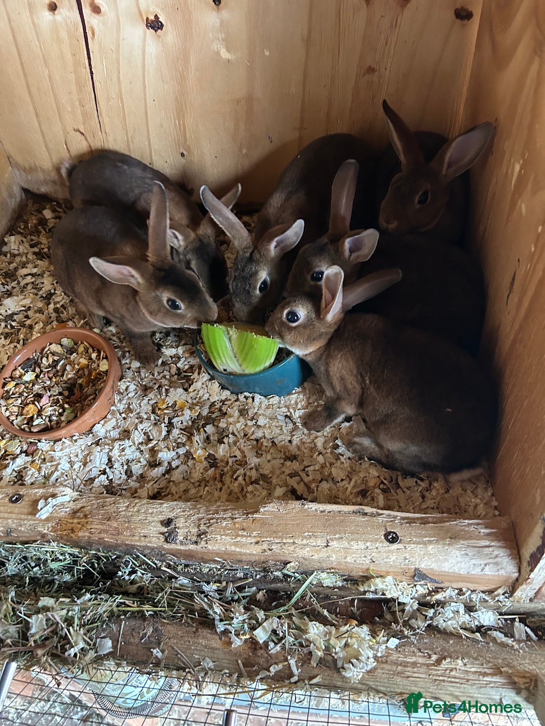 Rex rabbits for sale: Mini Caster rex - Image 1