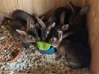 Rex rabbits - Advert 14