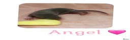 Rat rodents for sale: Baby Dumbo Rats  - Advert 11